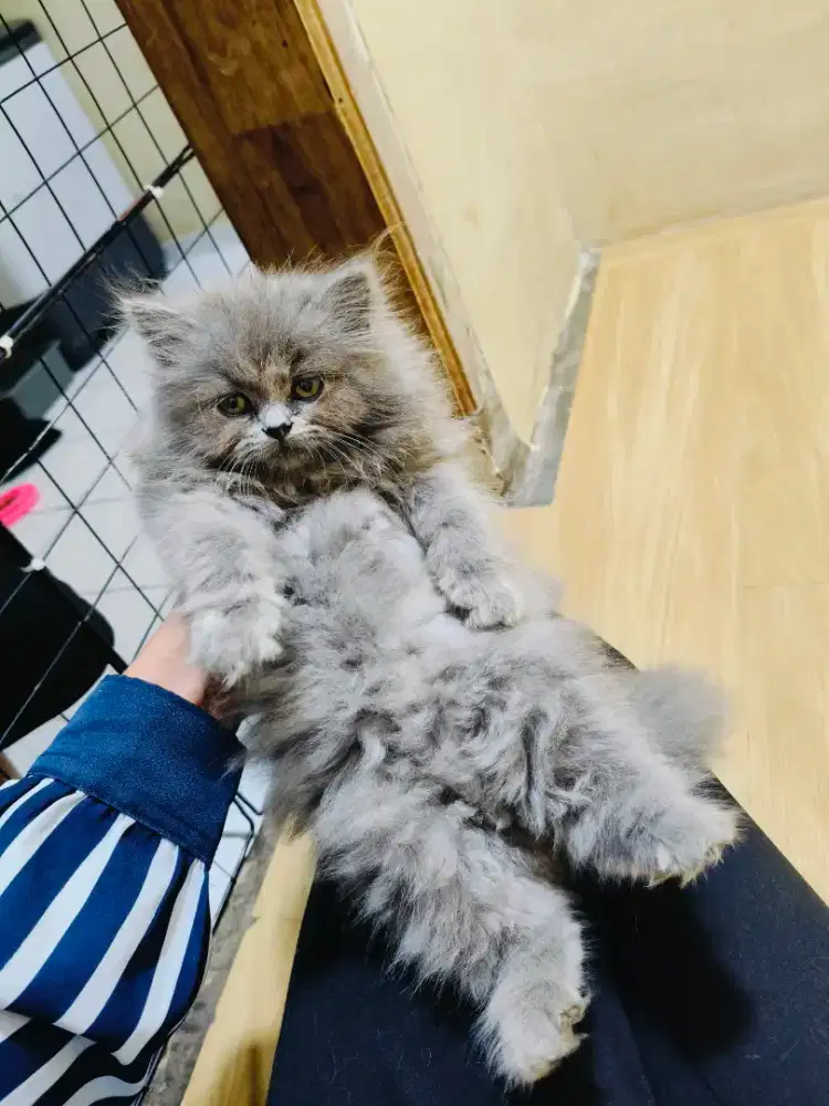 Kitten Persia abu solid