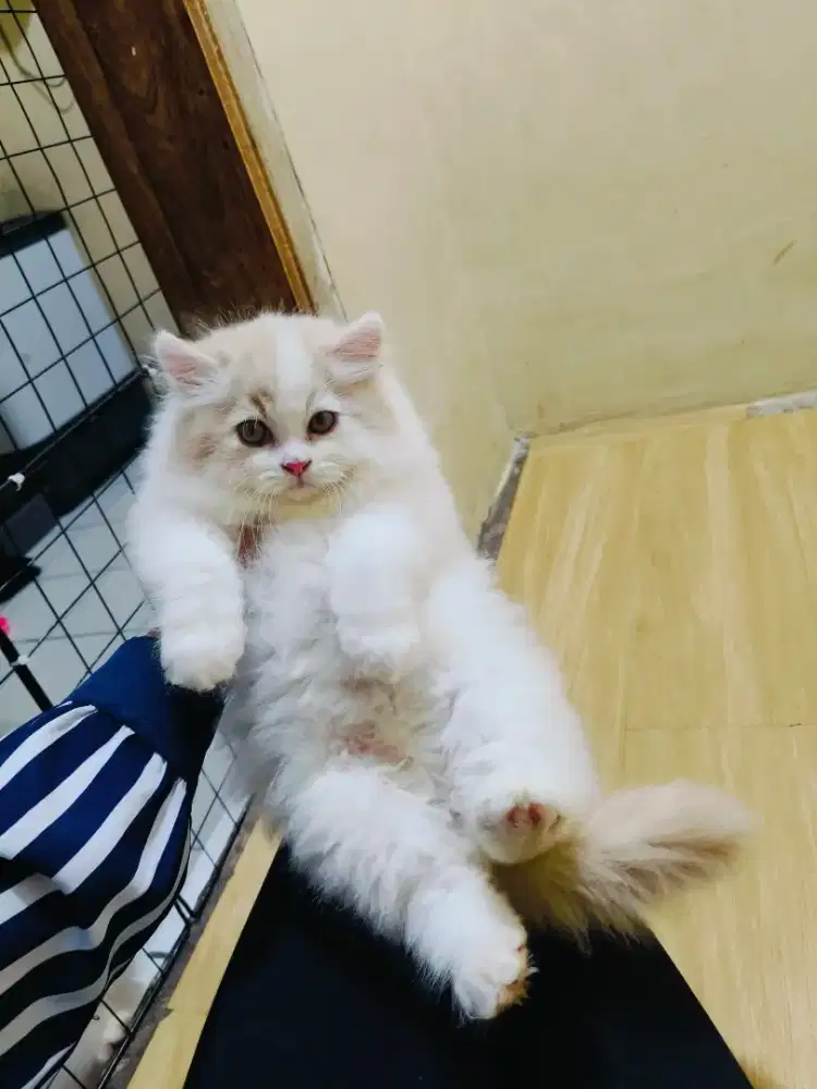 Kitten Persia jantan