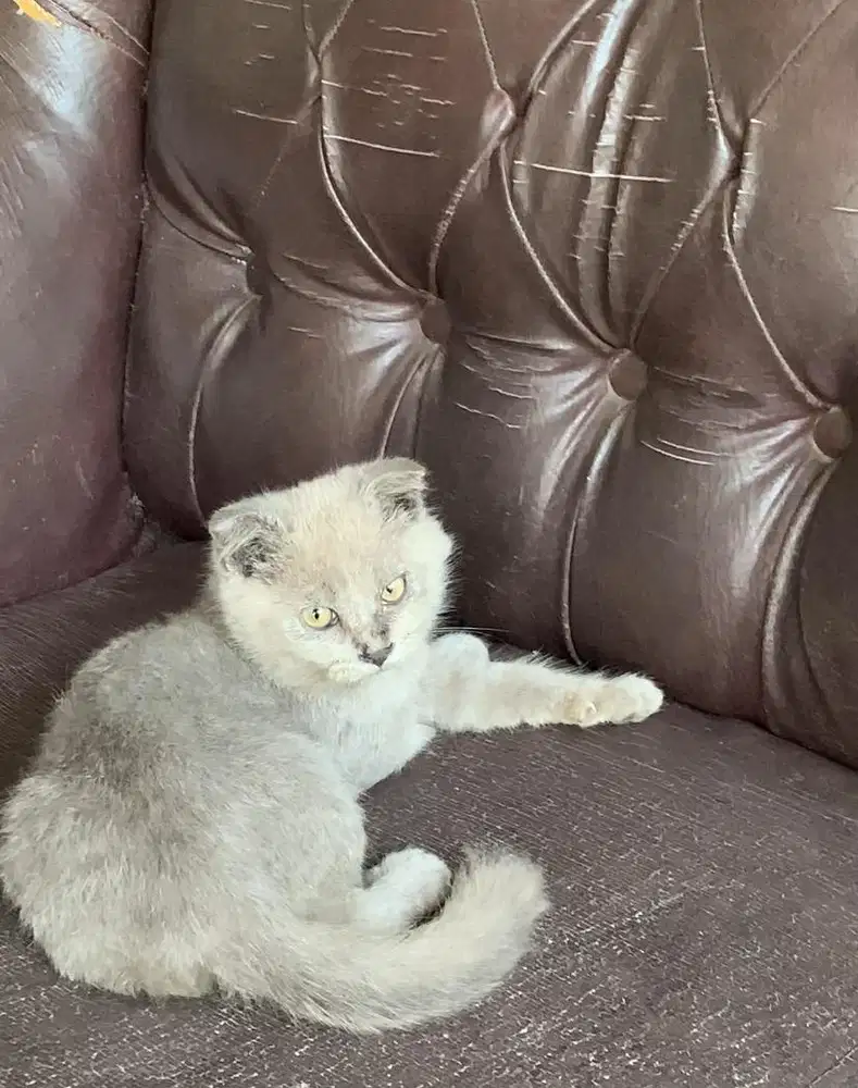 Kucing Kitten Scottish Fold mix BSH