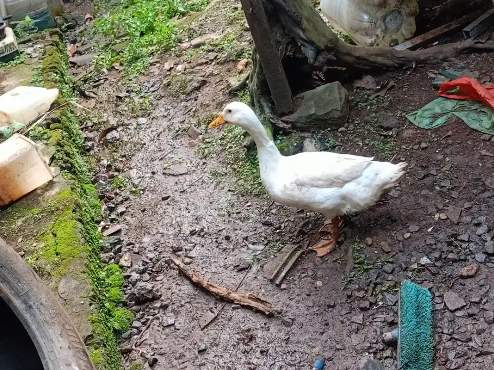 Bebek Putih Cakep