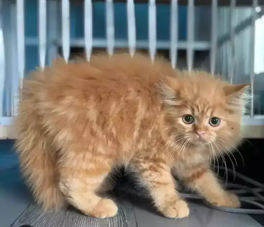 anak kucing Persia
