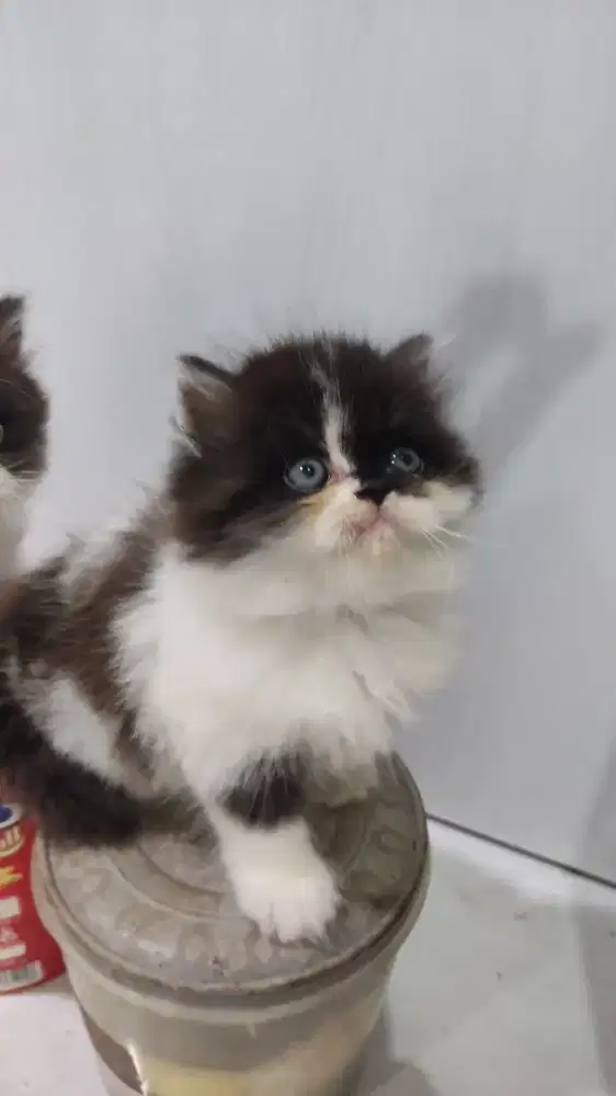 kitten jantan hitam putih