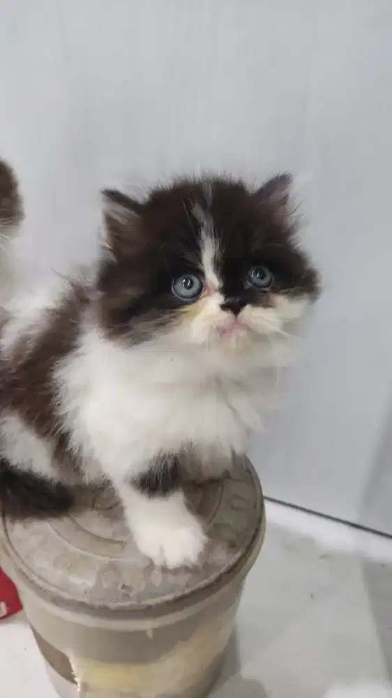 kitten jantan hitam putih