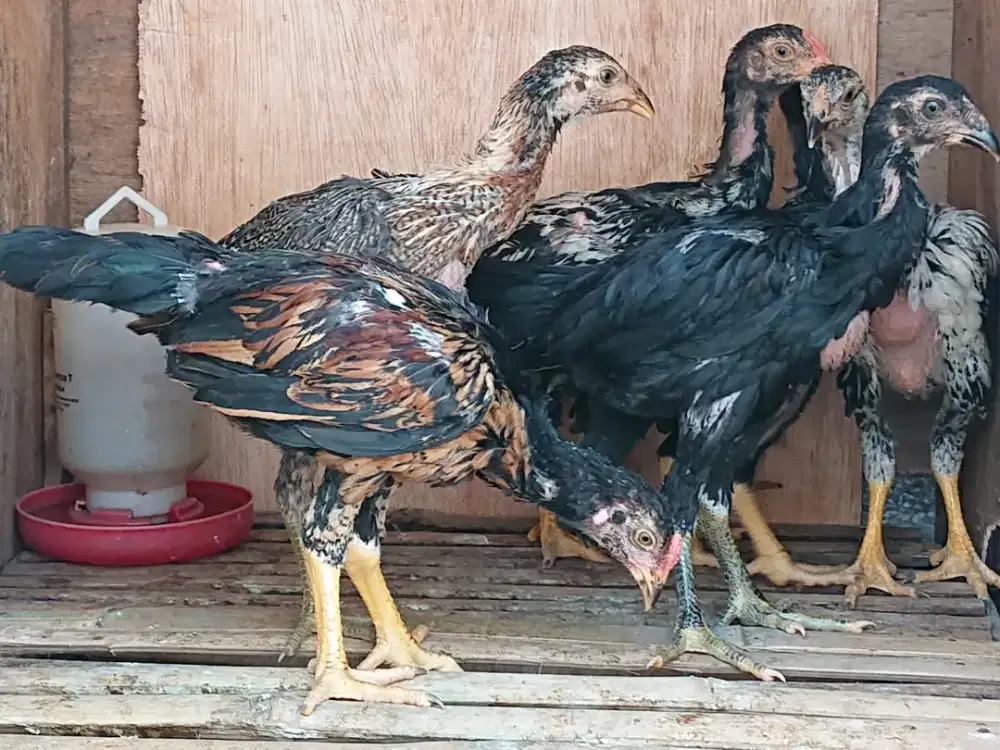 Anakan ayam pama jepang
