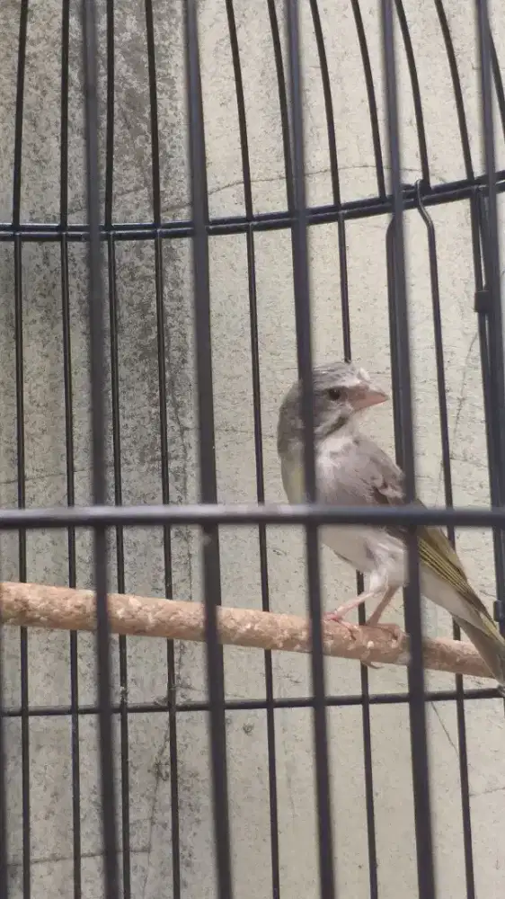 Burung sanger ×muzambik