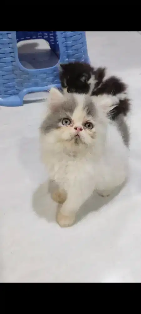 kitten jantan abu putih