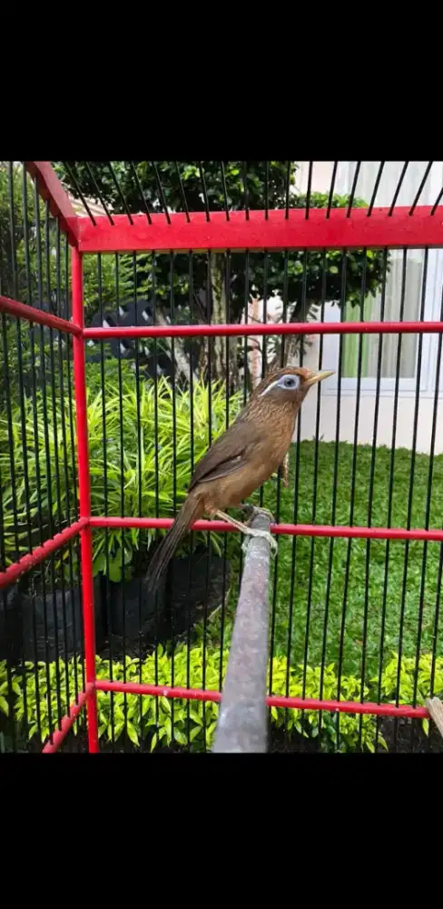 Borongan aja Wambi lokal dam Cucak rowo