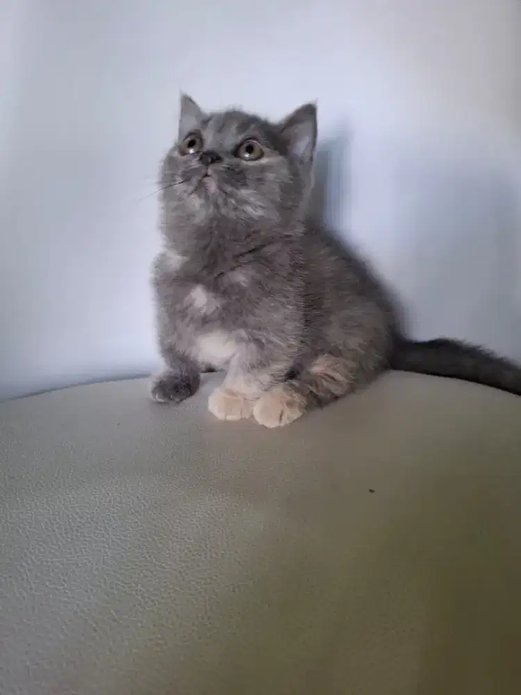Kucing bsh munchkin betina
