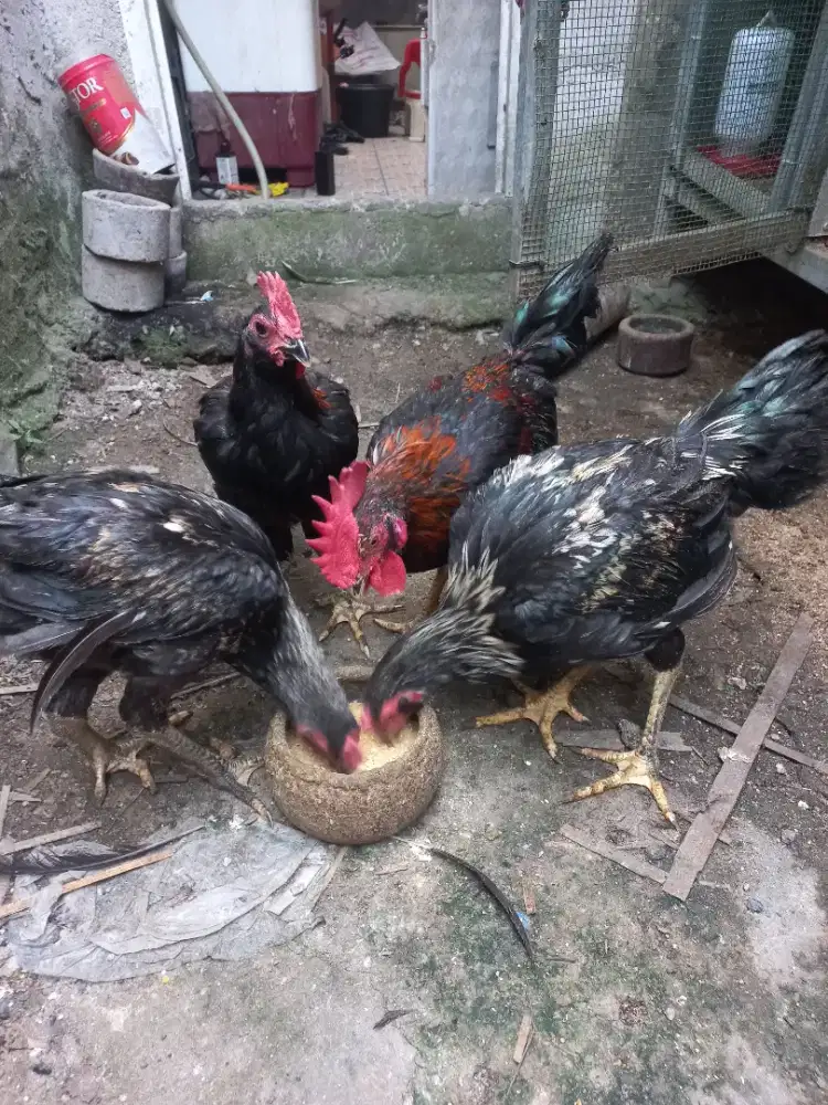 Ayam kampung muda