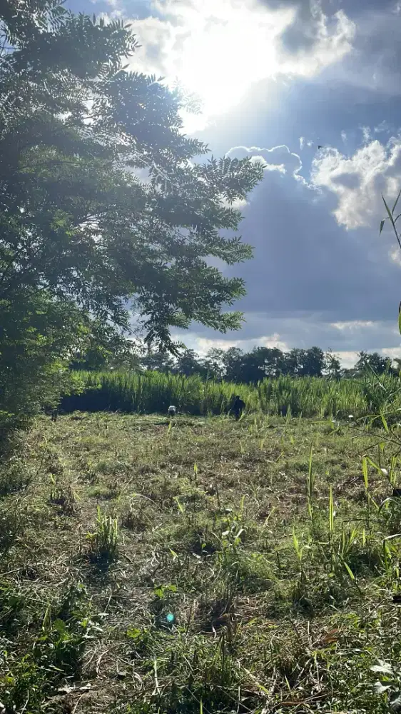 Disewakan lahan pertanian
