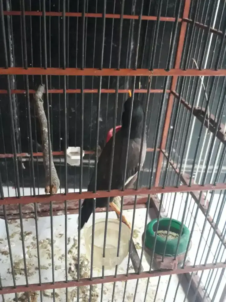 Kerak batam mulus bunyi