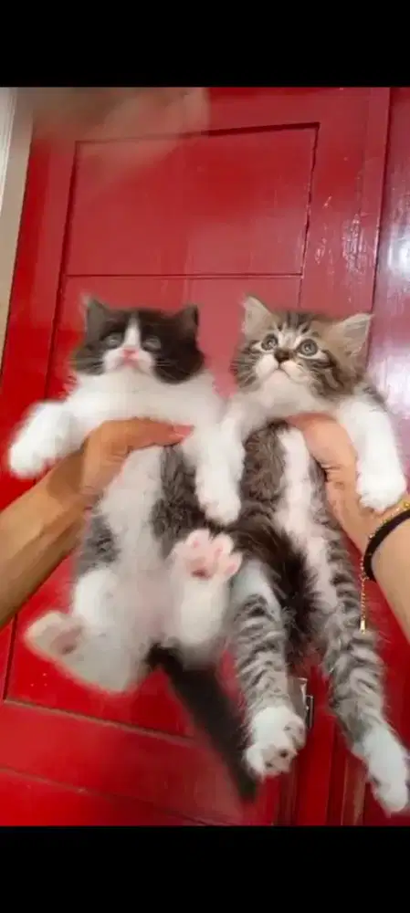 KITTEN PERSIA LONGHAIR