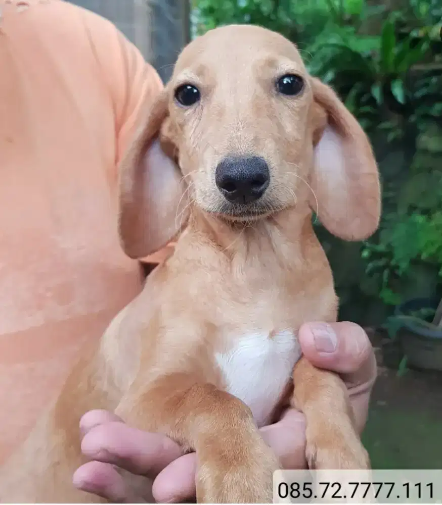 Anak anjing tekel / dachshund  jantan 3 bln minat serius wa no di foto