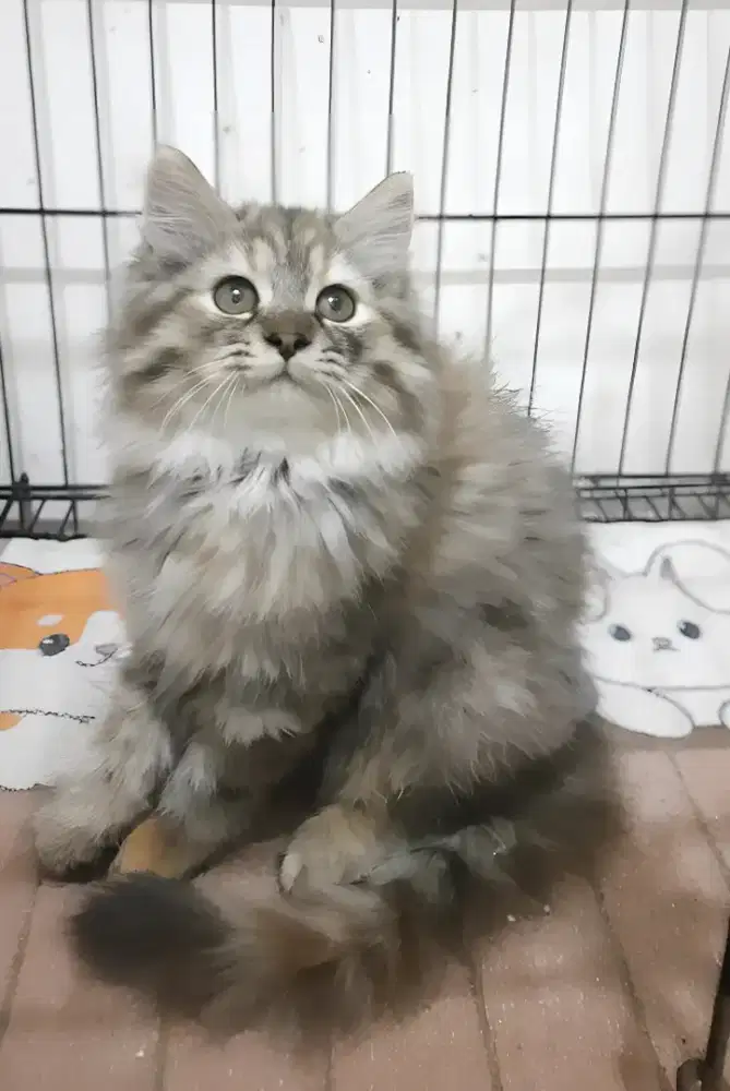 Kucing persia betina