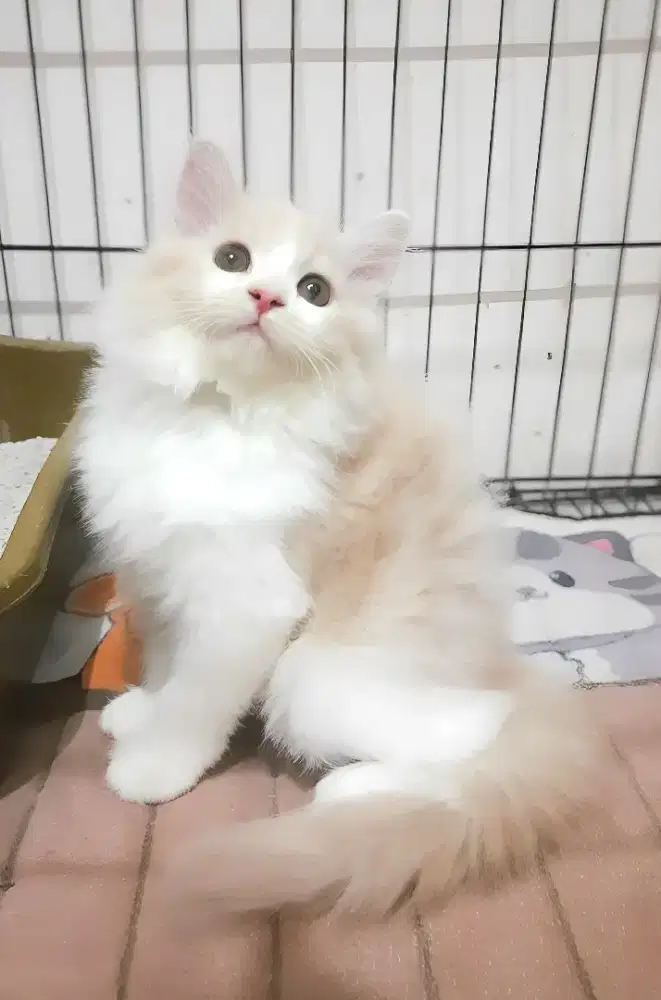 Kucing persia betina
