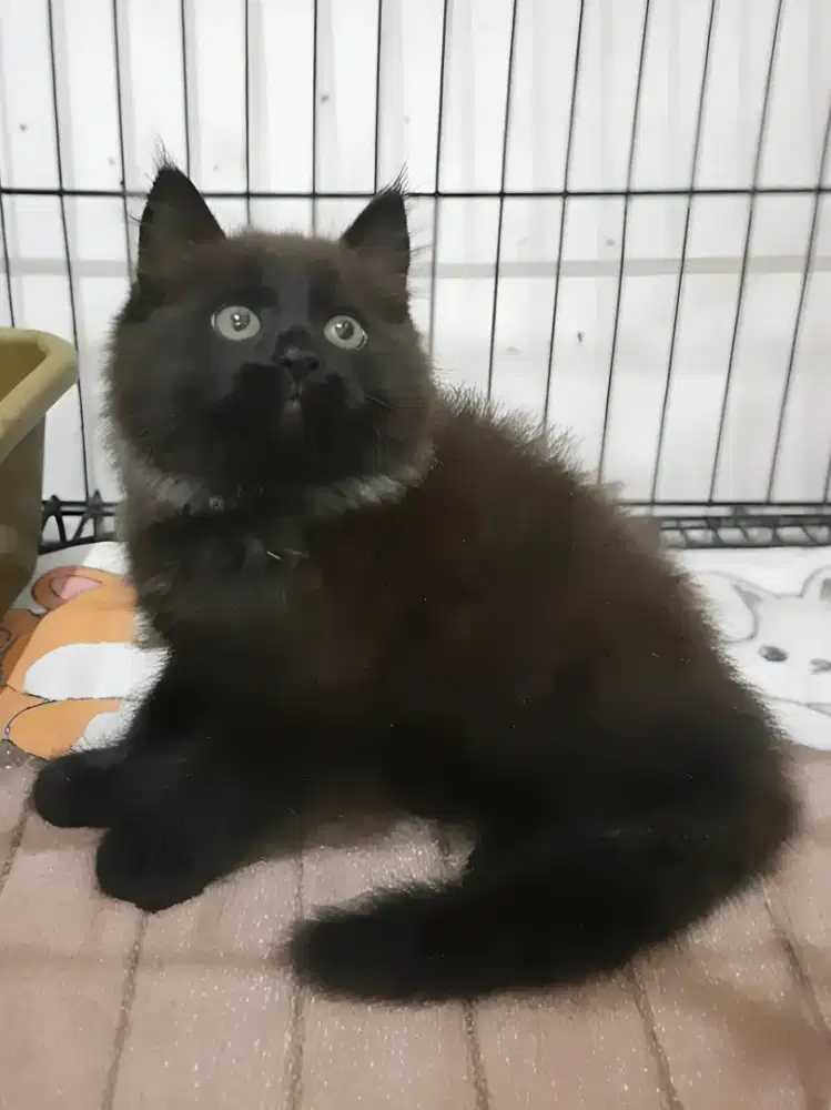Kucing persia Jantan