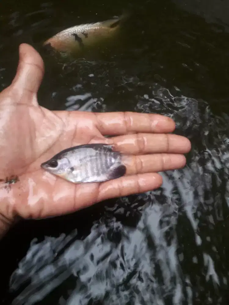 Bibit gurameh murah grosiran
