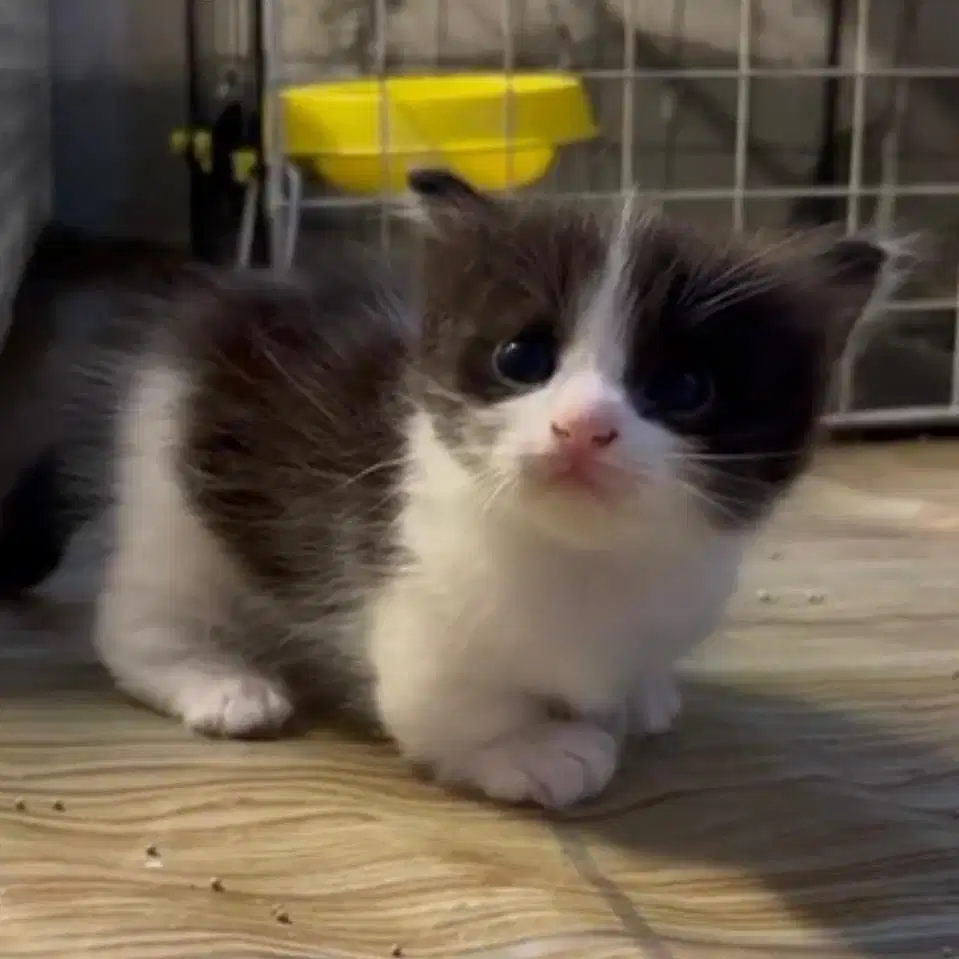 Kucing Munchkin Bicolor Black White (Sapi)