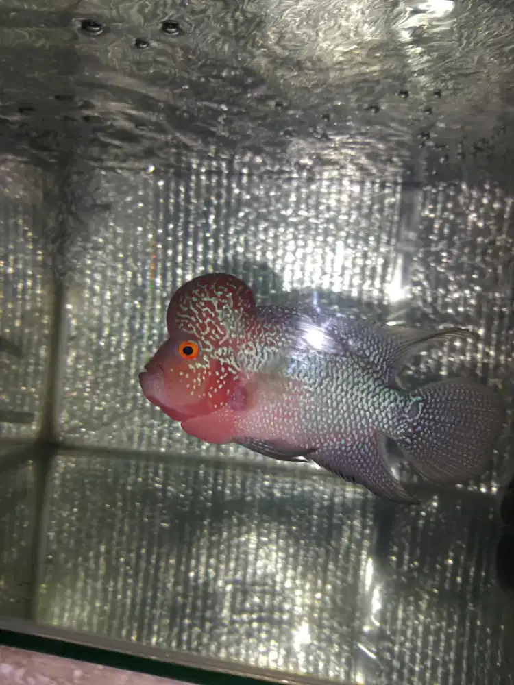 Ikan louhan/lohan srd