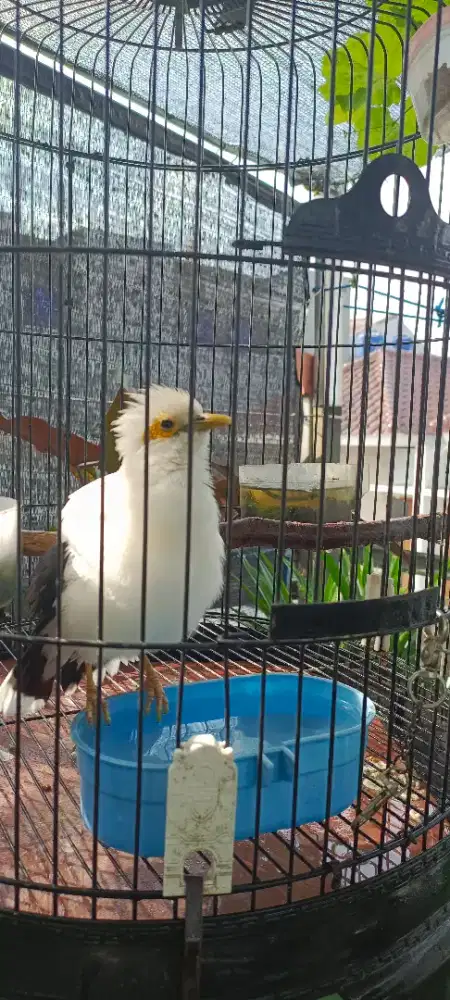 Jalak suren putih + kandang besi