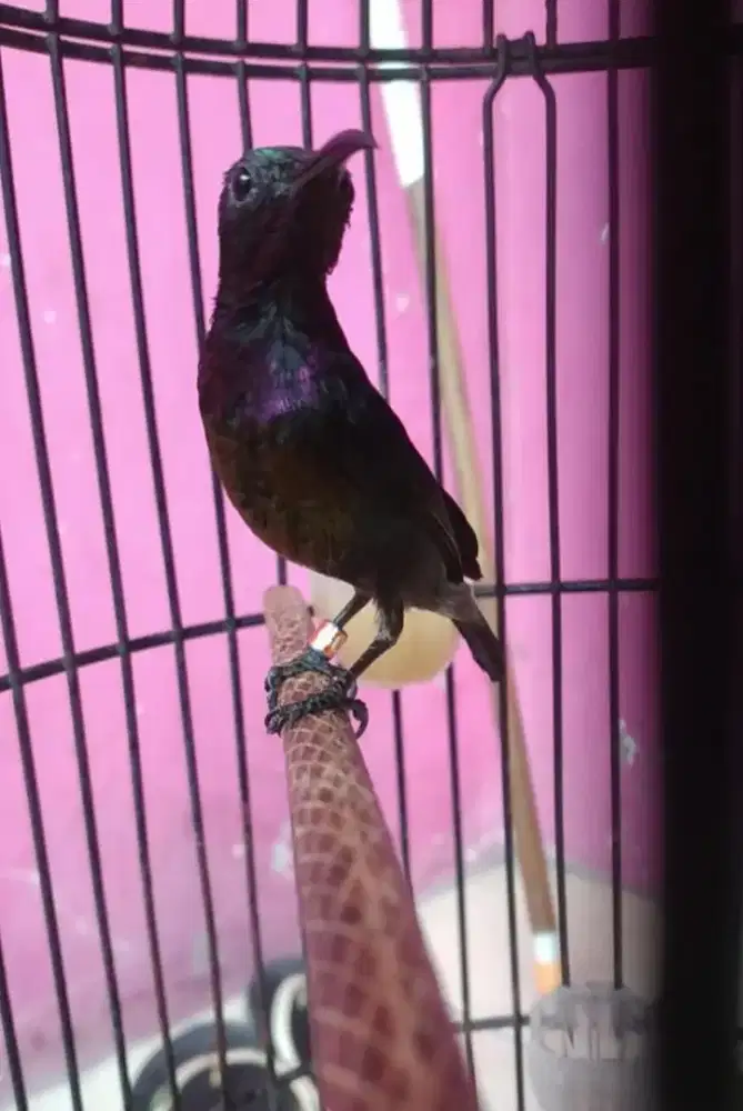 Burung kolibri ninja