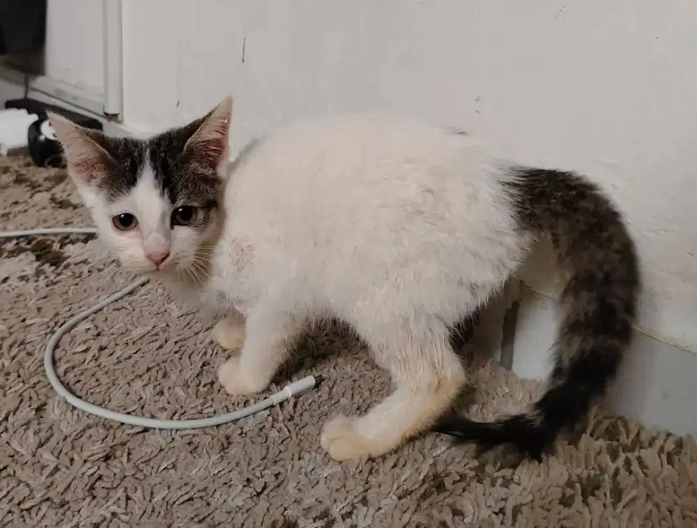 Kucing Kitten Persia Mix