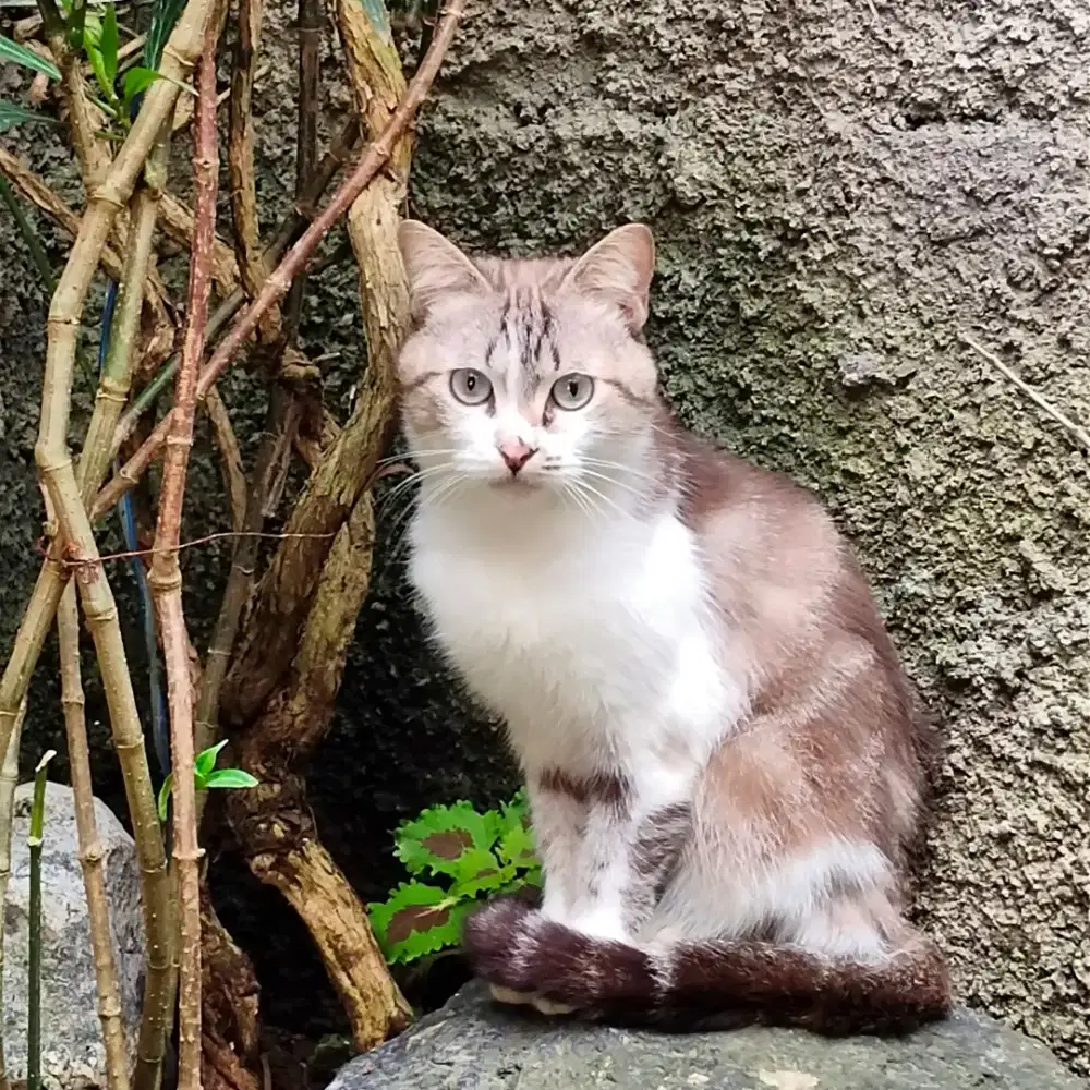 Kucing Himalaya Mix