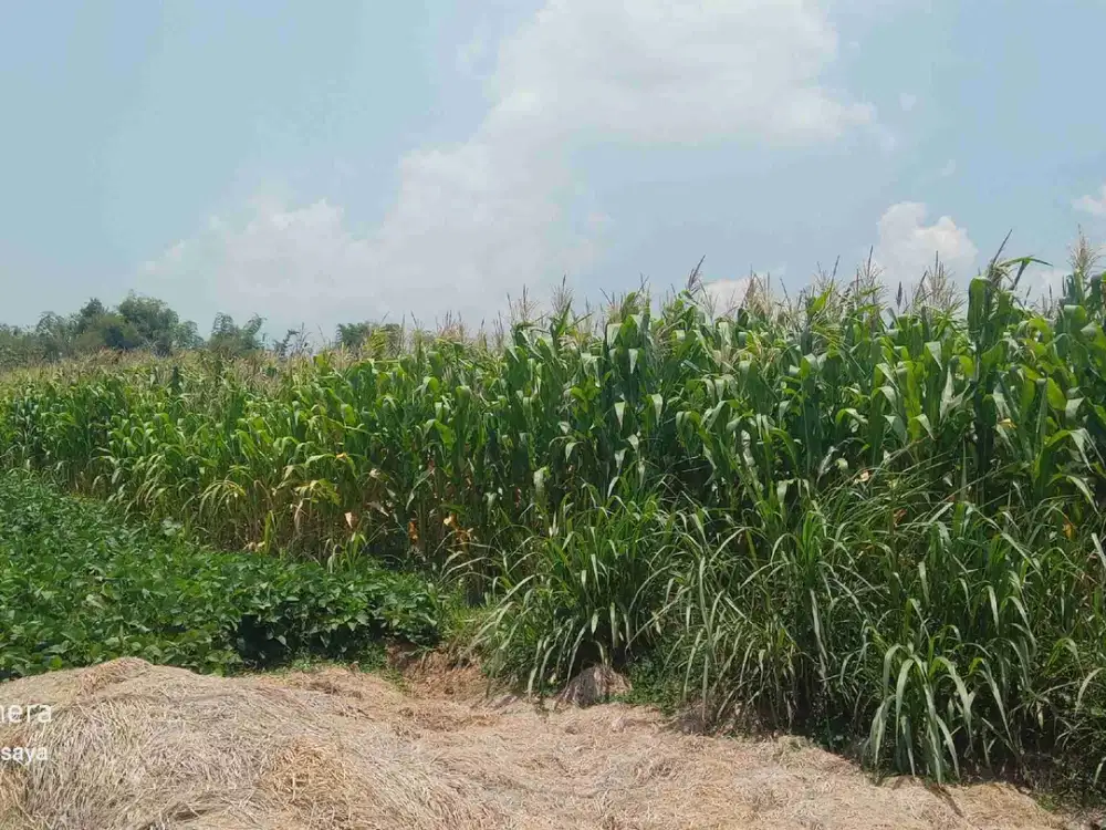 Lahan kebun jagung aktif luas 5420 m2 harga 250 ribu permeter di Kutorejo, Mojokerto