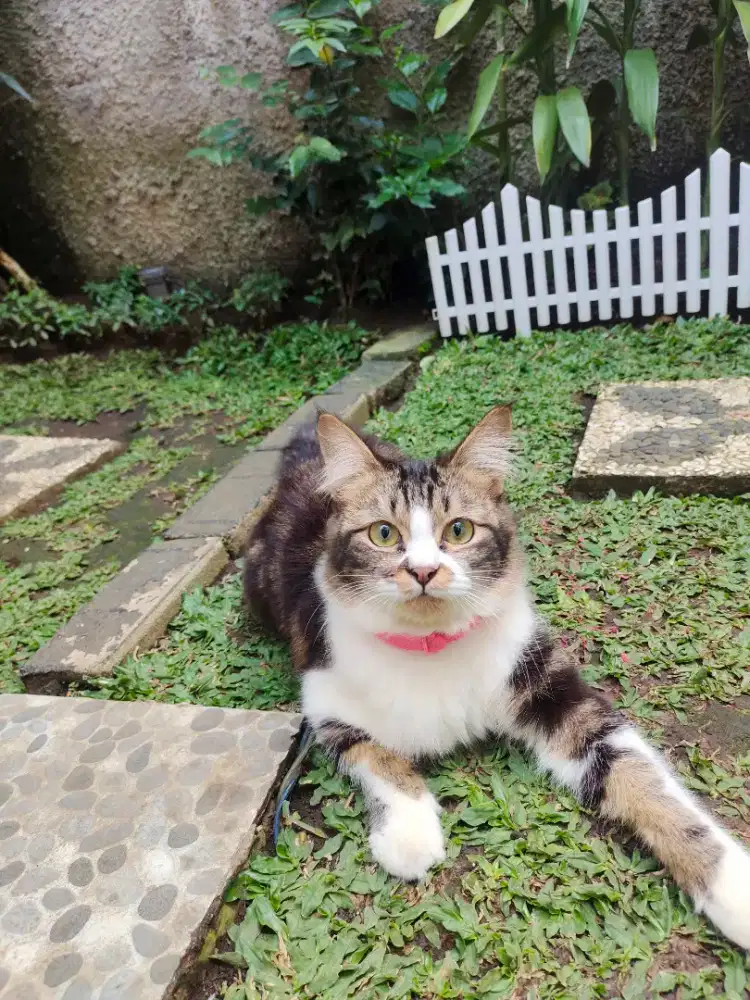 Kucing Persia Jantan