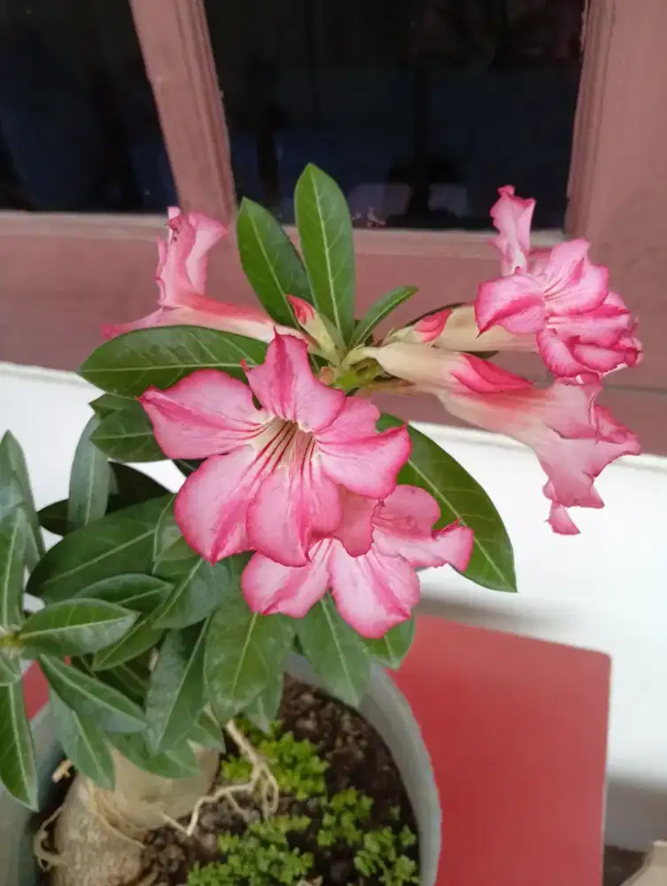 Tanaman bonsai Kamboja berbunga