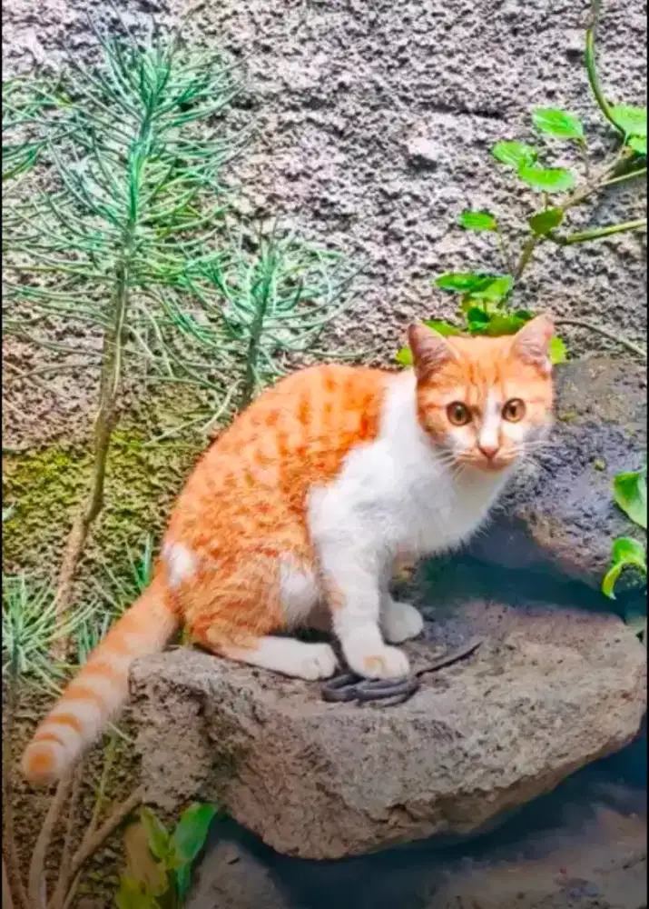 Kucing Persia Mix Oyen