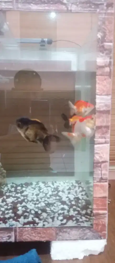 Borongin ikan hias