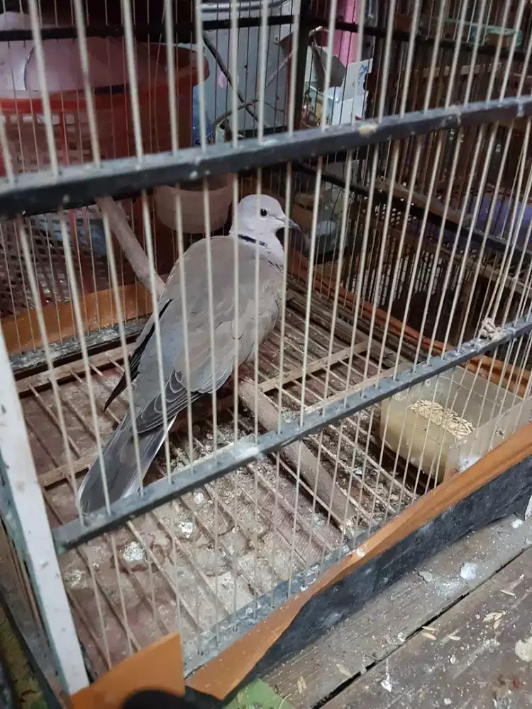 Tekukur dederuk rawatan bunyi