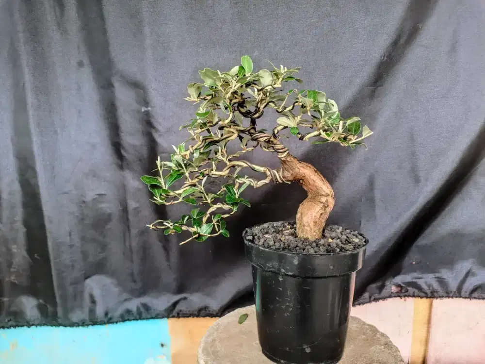 Tanaman Bonsai Silver Berry