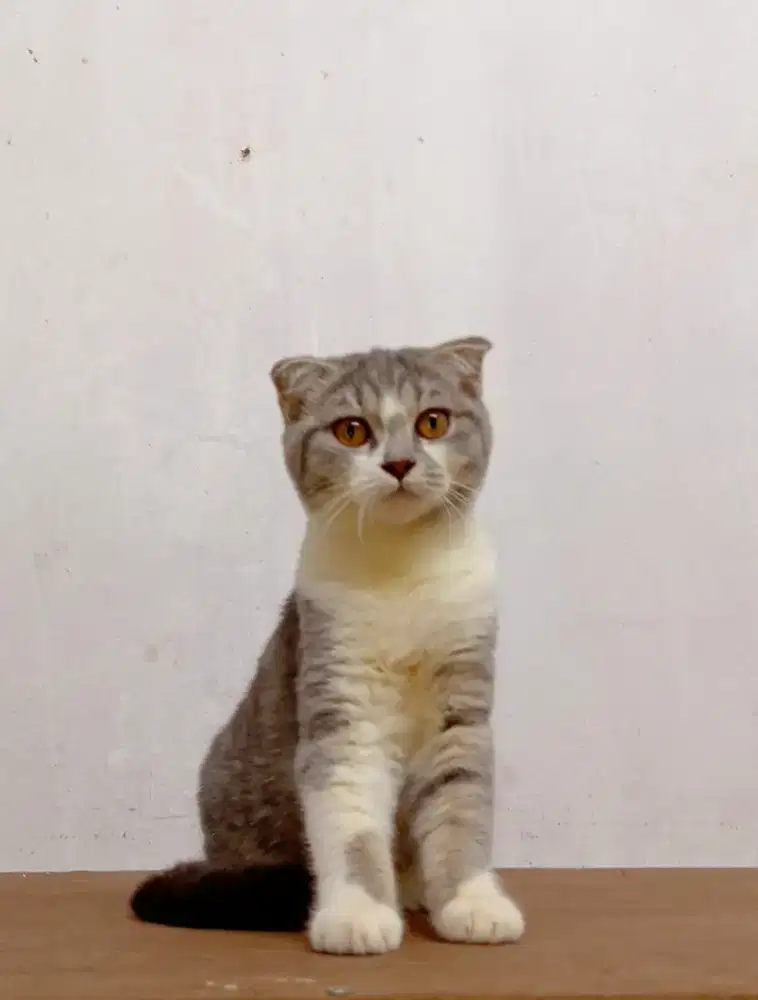 Scottish Fold bico tabby