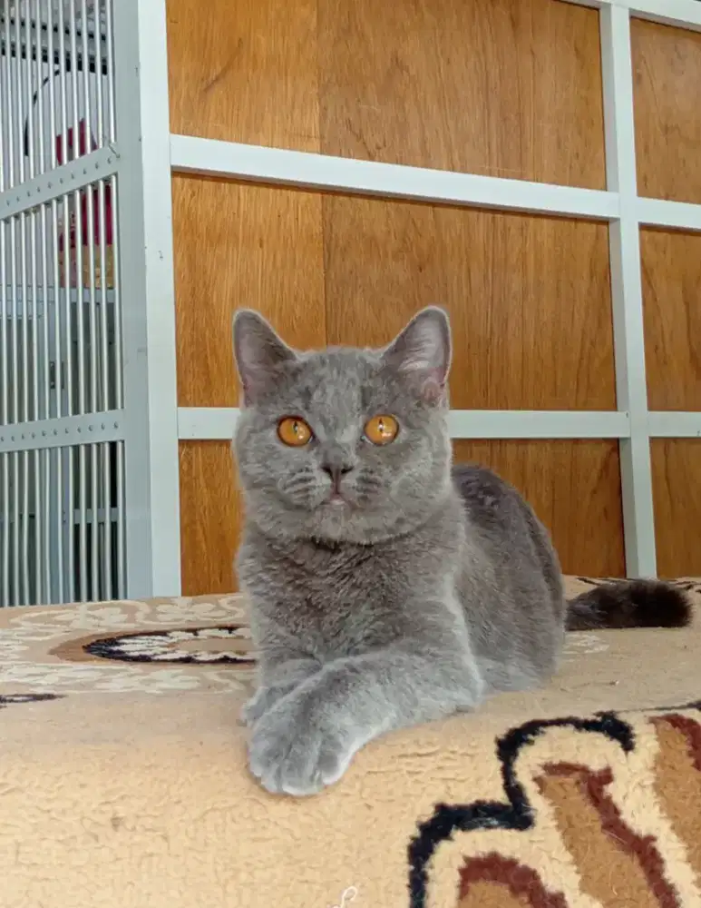 British Shorthair blue solid