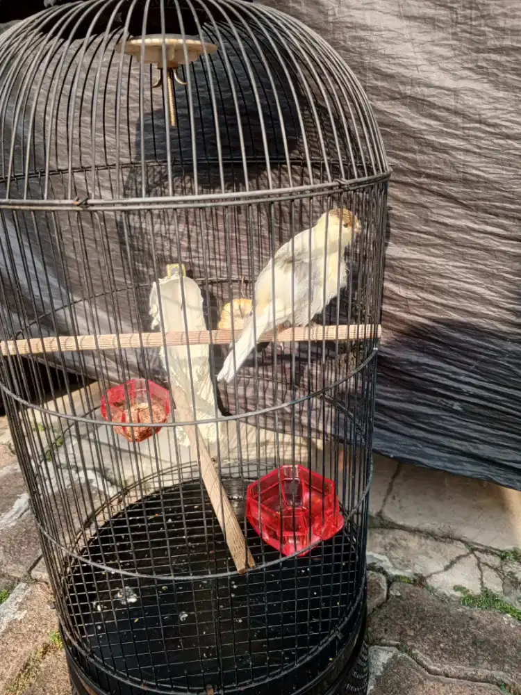 Di jual Kacer, cendet , kenari