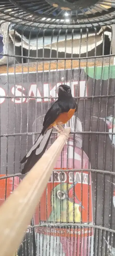 Burung Murai batu gacor