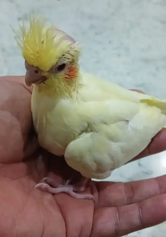 Burung falk cockateil