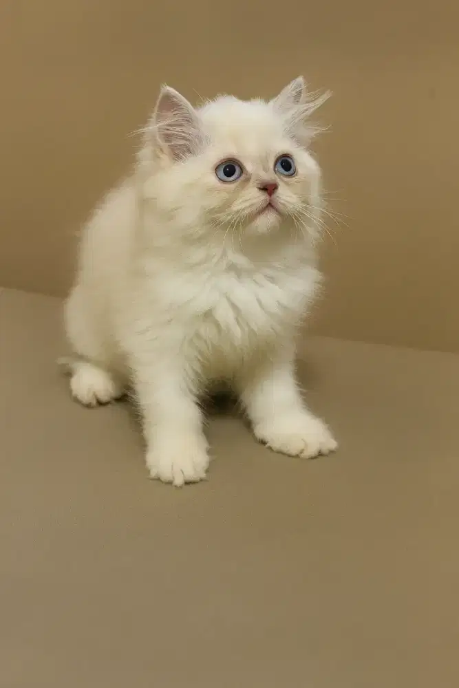Kitten lucu gemoy