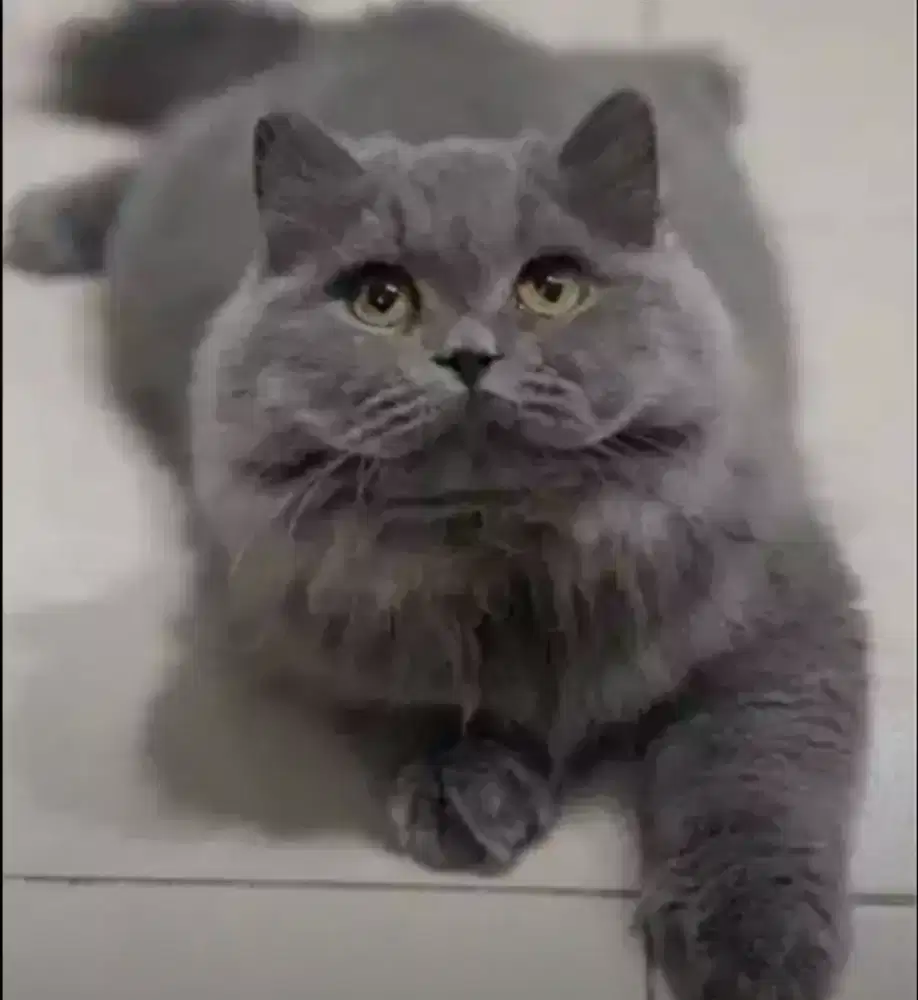 Kucing British Longhair Abusolid Favorite