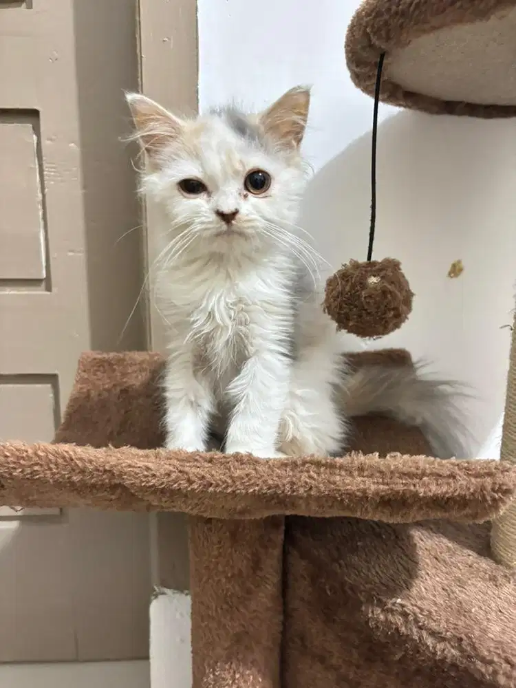 calico betina usia 3,5 bulan