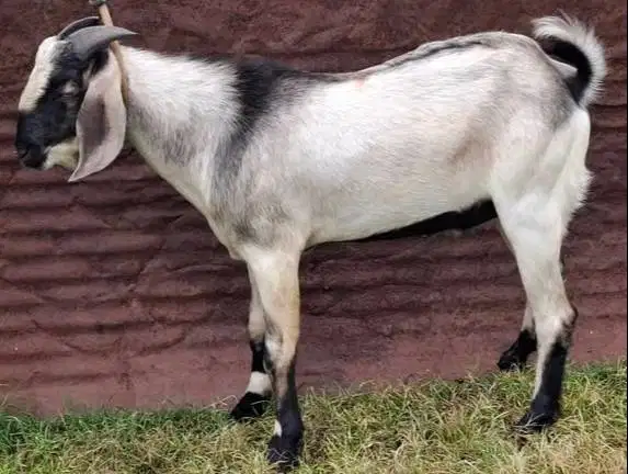 cicilan 500rb/bln 8x kambing qurban 35kiloan siap kurban 2026 jamin ok