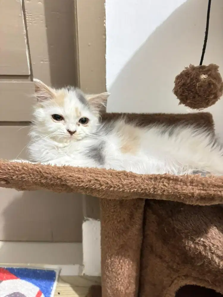 calico betina usia 3,5 bulan