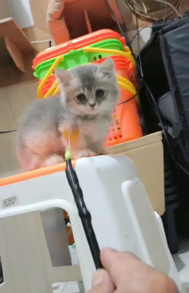 Munchkin bsh betina 2.5 bln