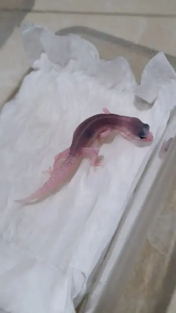 Baby Gecko Leopard