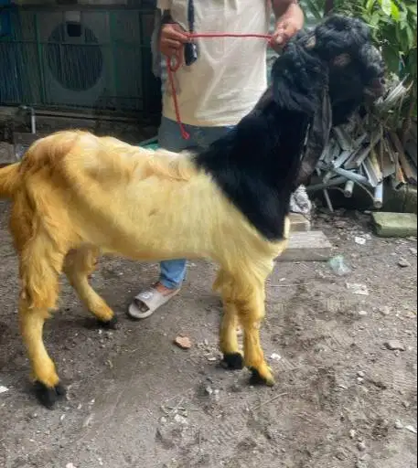 cicilan kambing qurban 500rb/bln 8x bobot 35kiloan timbang riil manteb