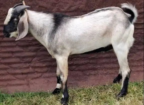 cicilan kambing qurban 500rb/bln 8x bobot 35kiloan timbang riil manteb