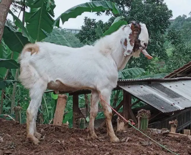 cicilan 500rbbln 8x kambing qurban 2026 35kiloan timbang riil hidup2