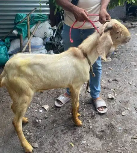 cicilan 500rbbln 8x kambing qurban 2026 35kiloan timbang riil hidup2